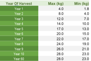 Fully Managed Walnut Farmland Projects in Turkey in 2021_8