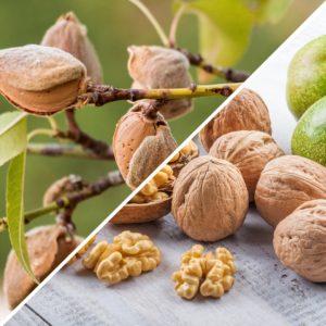 Fully Managed Walnut Farmland Projects in Turkey in 2021_5