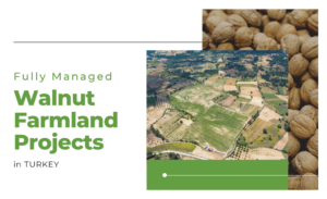 Fully Managed Walnut Farmland Projects in Turkey in 2021_2